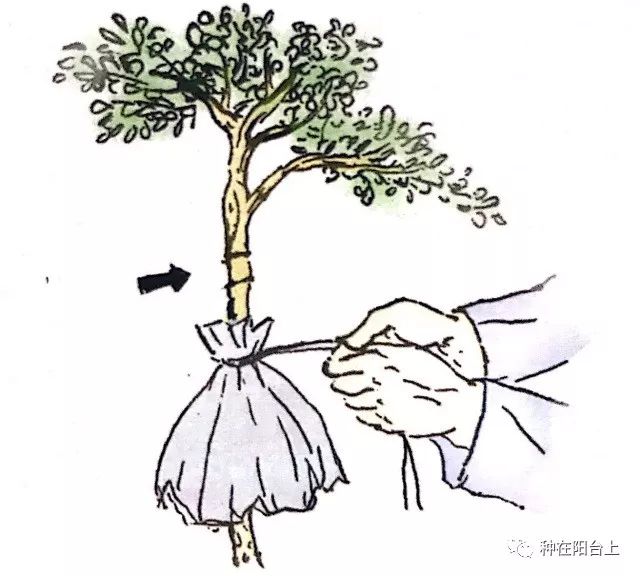 木本植物扦插繁殖难以成活不如来试试高位繁殖吧