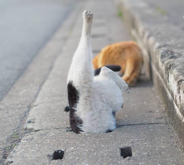 求解,为什么喵星人都那么喜欢钻地洞?