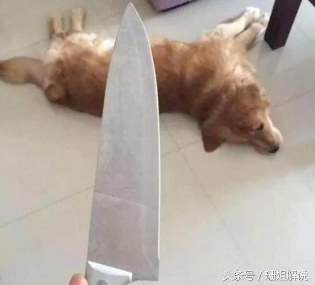 主人拿刀吓唬金毛,这狗被吓懵逼了,瞬间装死!