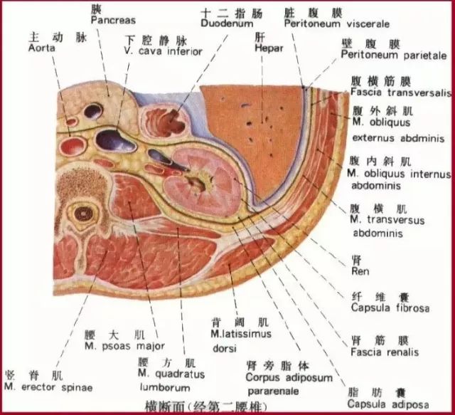 解剖腹膜后间隙