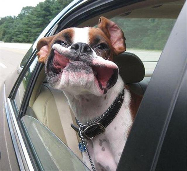 天气好和狗狗一起出去兜兜风