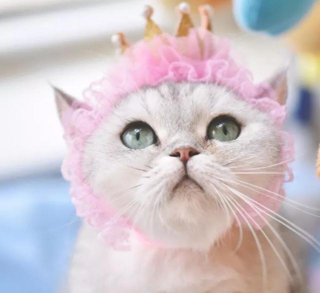 来自天池仙境的公主猫,艳惊四座,心甘情愿被她降服