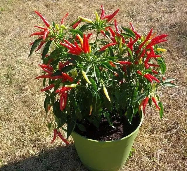 辣椒盆栽原来这么美好看又能吃