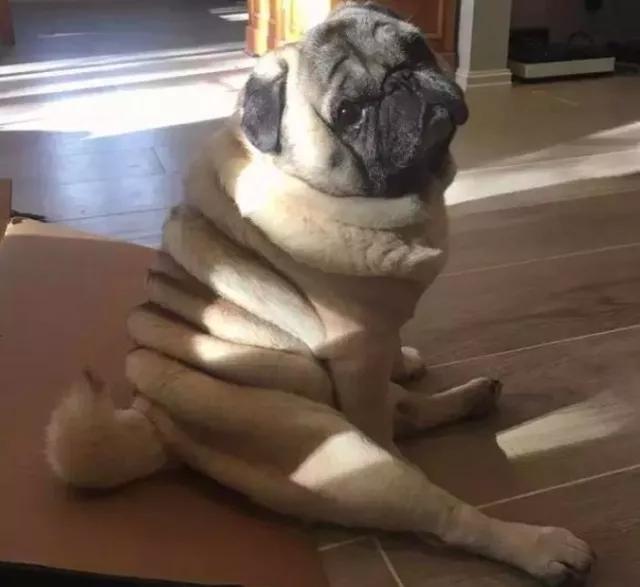 网友说他家巴哥特别胖,身上足足有十层游泳圈!