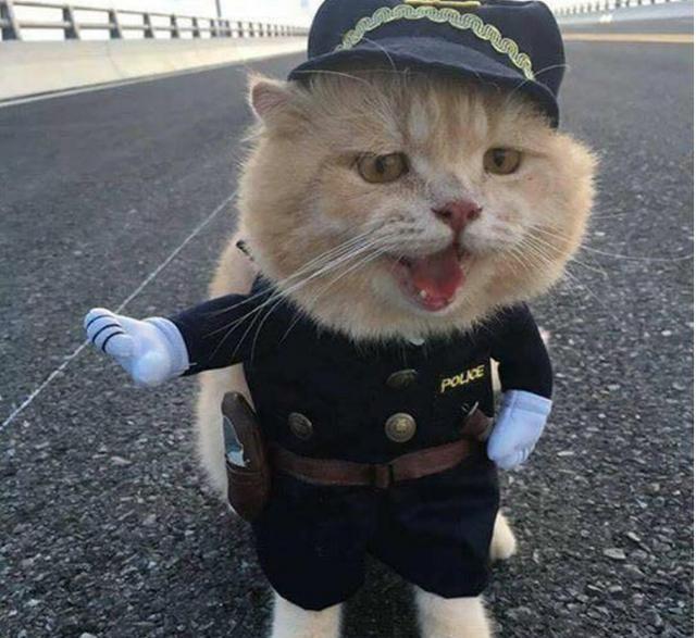 猫咪|刷牙|罚款_新浪新闻