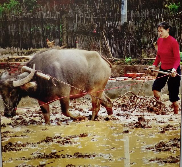 春耕来了客家妇女犁田不输男人这个三八节给她们点个赞吧