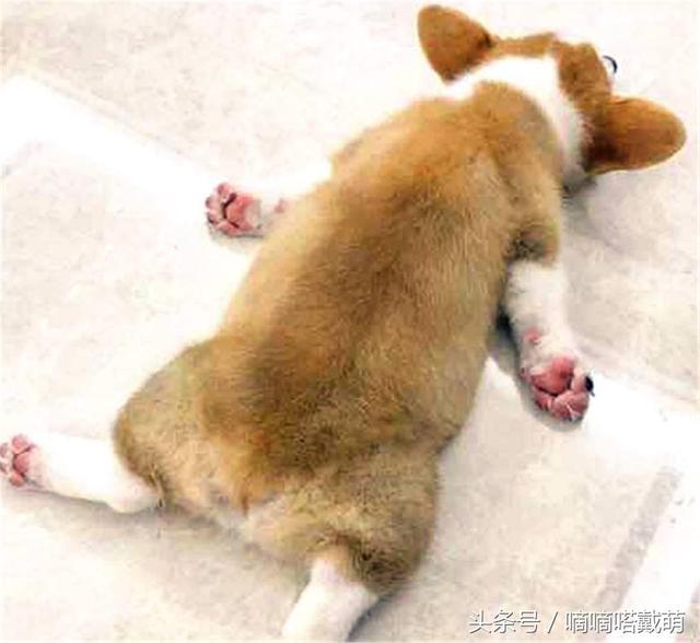 一言不合就给你个背影~最后这个真的萌出一脸血啊～血槽空了…空了