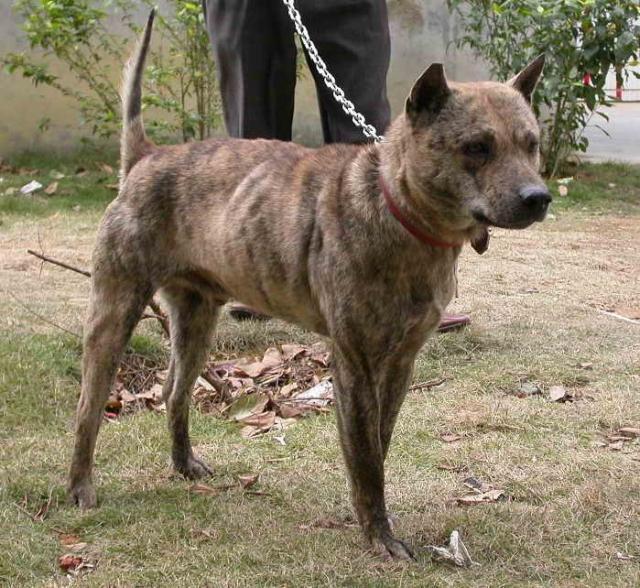 中国本土狗王斑锦彪曾为乾隆御园猎犬很多人都没见过