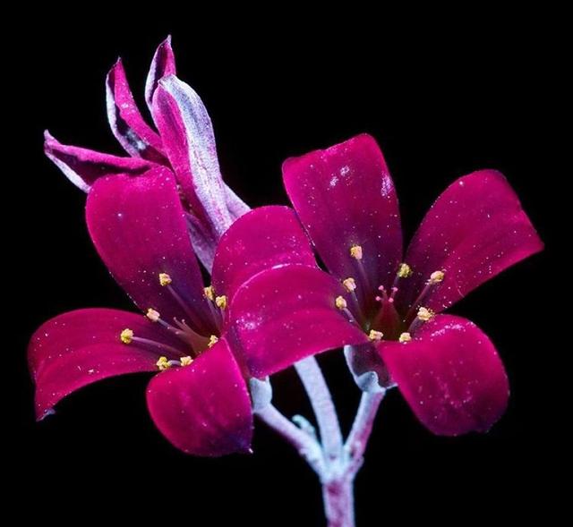 发光的花朵,很妖艳!创意荧光摄影作品