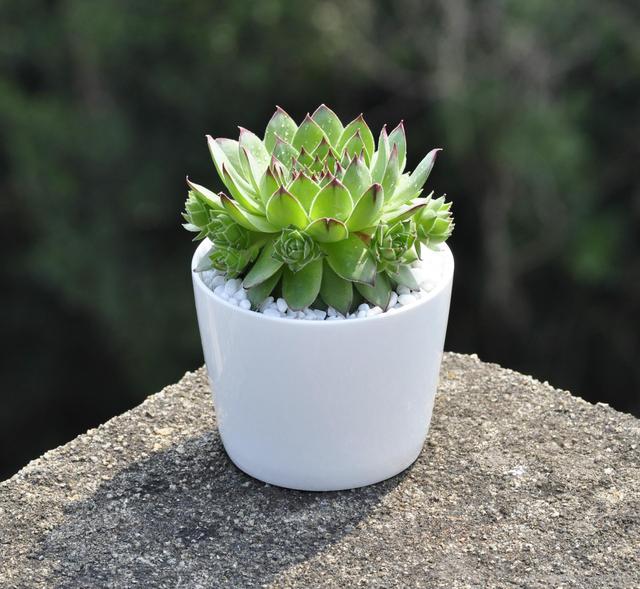 家里养这几种多肉盆栽,想养死都难,美极了!