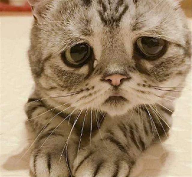 猫咪悲伤表情包图片