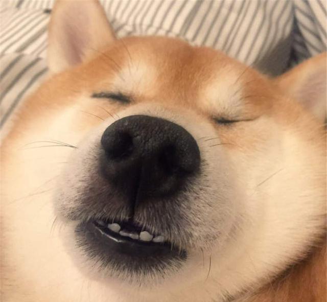 柴犬|表情包|意义_新浪新闻