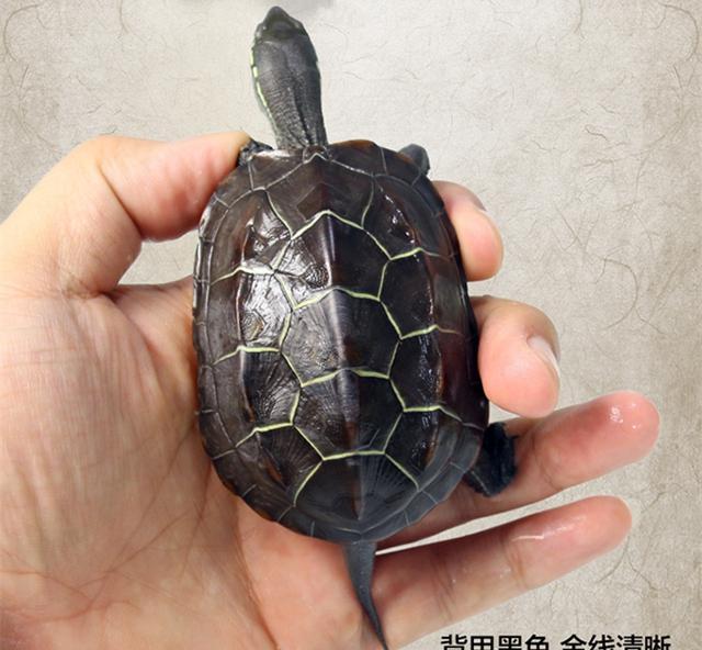 这种草龟换一栋别墅富人有多少我都要