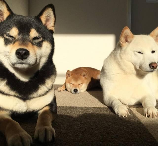 行走的三个表情包记3只日本土狗的自拍生活