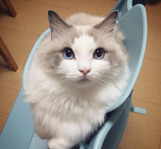 猫星人布偶猫布偶猫的盛世美颜