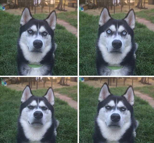 高冷哈士奇时刻摆着一张扑克脸可人们依然痴迷它