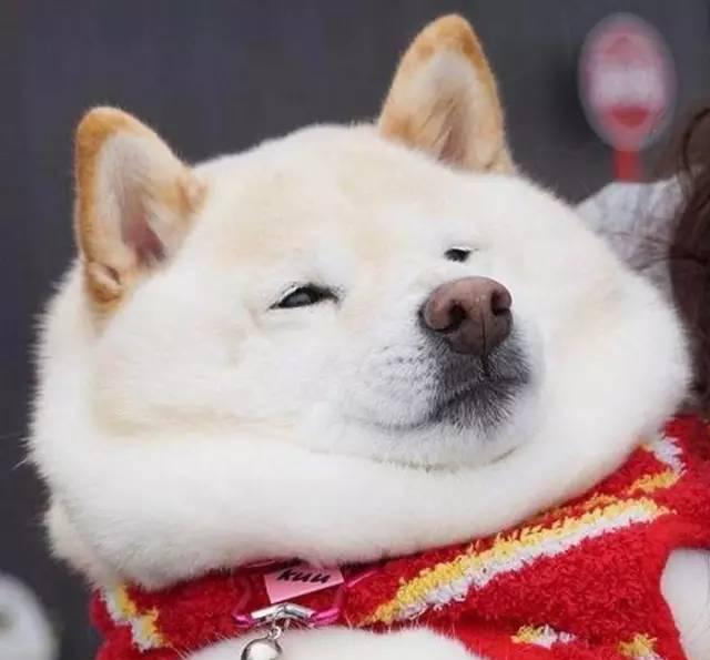 肥胖第三弹:胖柴,胖柴,双下巴的小胖墩儿!