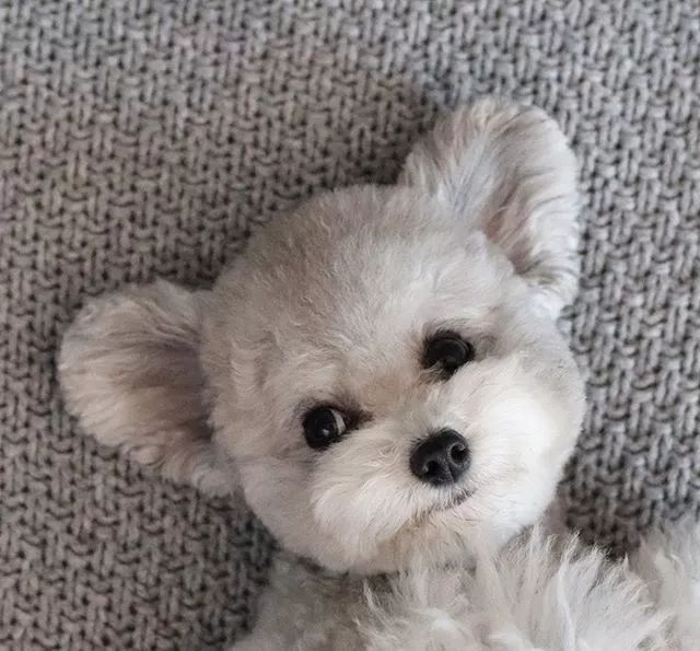 稀有精灵灰贵宾犬,罕见招风耳颜值又翻倍