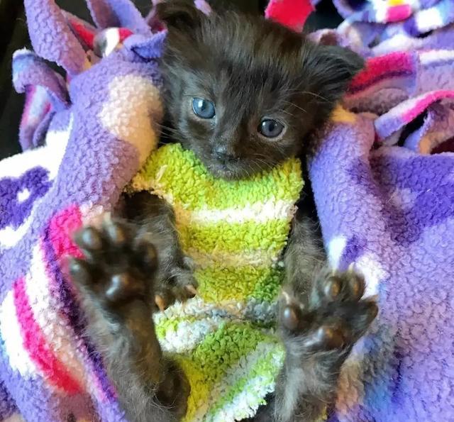 穿靴子的猫很萌?那你是没见过穿袜子的喵哦