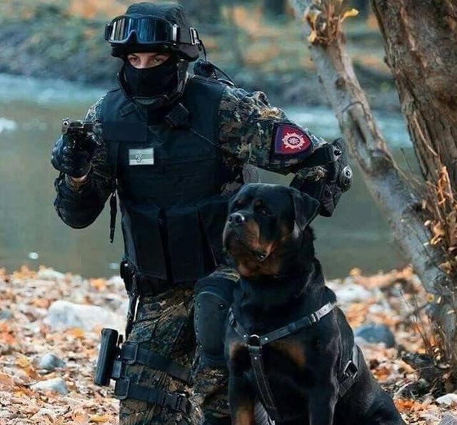 世界最强防暴犬——罗威纳犬:小偷的克星,强盗的恶魔