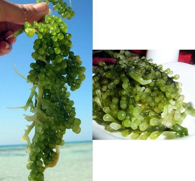 海里的绿葡萄吃起来和鱼子酱一样丰富多汁你吃过么