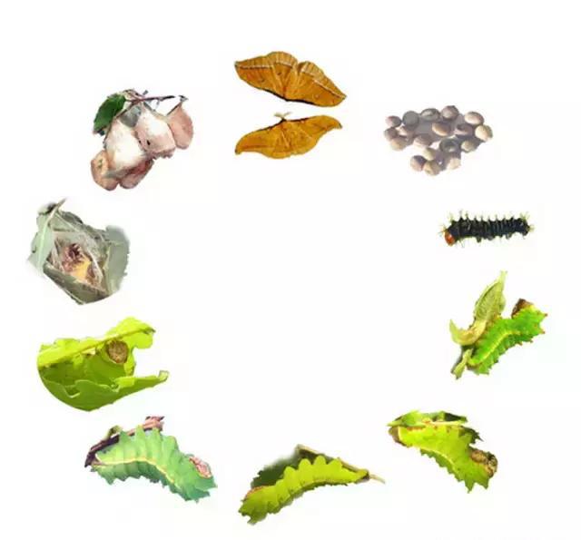 南召美食:南召一宝——蚕蛹,蚕蛾
