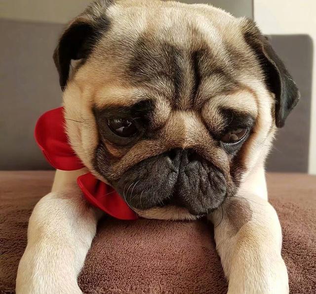 一只看起来总是很难过很丧的狗狗,感觉委屈的要哭出来了