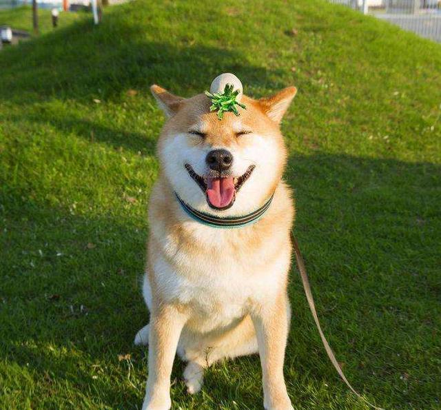 养柴犬一定要知道这些