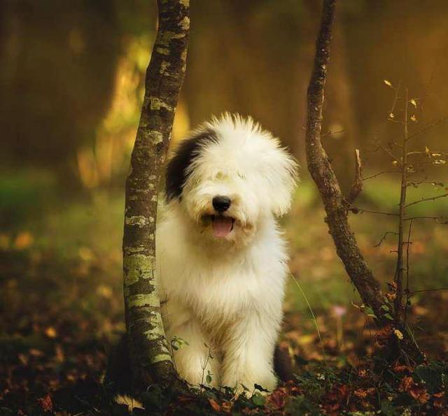 因为代言油漆而闻名世界的英国古代牧羊犬,xxxl号的超大抱抱熊