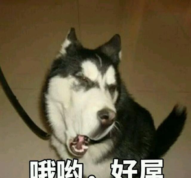 这货的蛋蛋卡在了围栏上,怪不得一动弹它,就开始嚎叫,还好来得及时