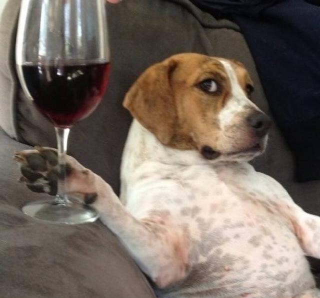 分享一组搞怪的头像,大概最有谐星天赋的宠物都在这了吧!