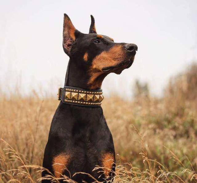 威武的杜宾犬和可爱的小萝莉,集霸气和温馨为一体的治愈系组合