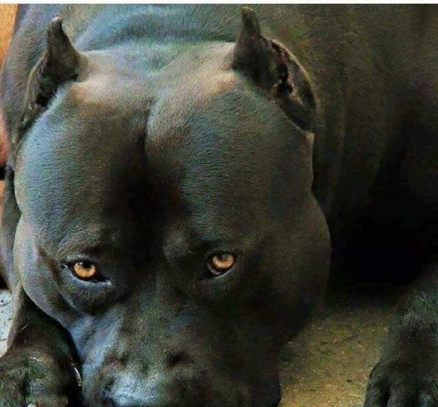 恶霸犬美国黑帮专属帮犬粗壮体格 一脸凶像论长相最凶悍犬种之一恶霸
