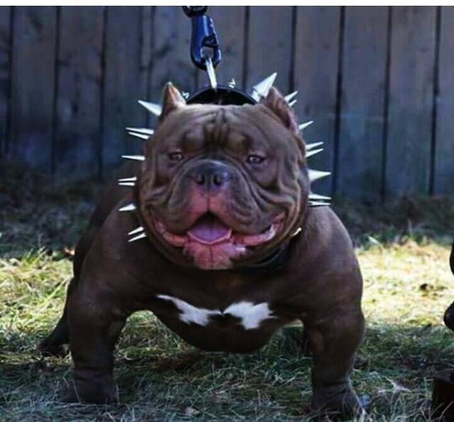 为什么性格那么温顺的狗却叫它恶霸犬吗神回复