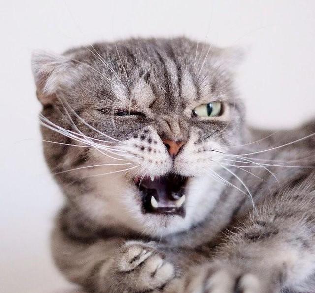 颜艺浑然天成的不良猫coco,这么霸气的帅脸谁与争锋