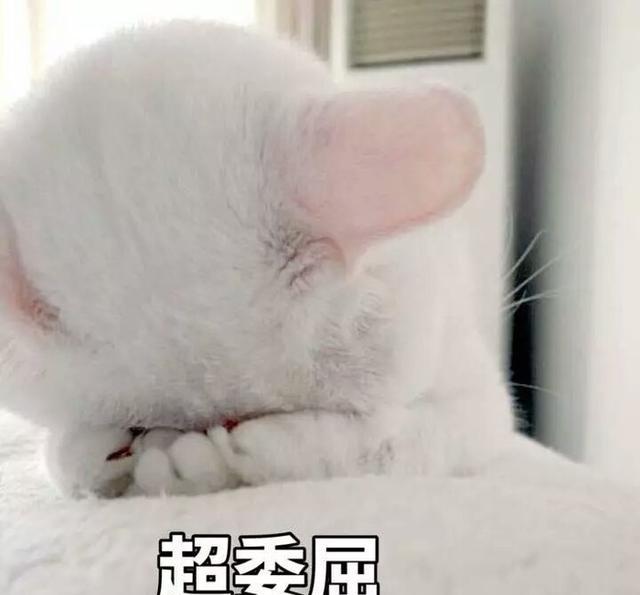 喵星人搞笑表情包赶脚以后聊天都不用打字了哈哈