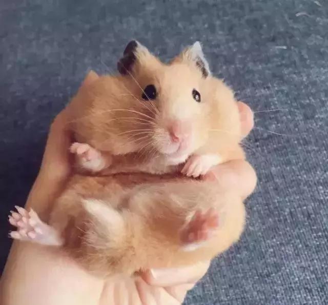 看看这只仓鼠吧 都在做平板支撑了