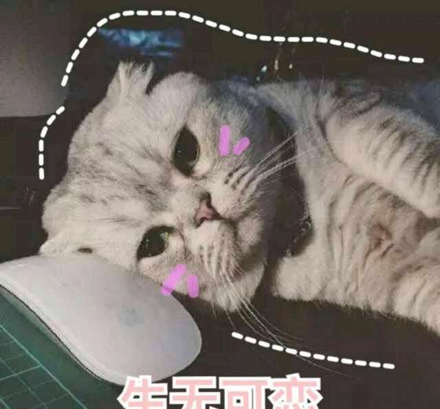 小仙女专用表情包可爱猫咪