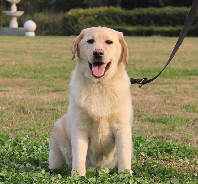 拉布拉多,这样的夏季才舒爽