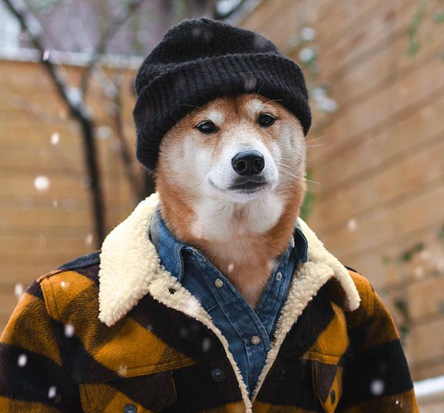 世界上最时髦的狗行走的潮流icon