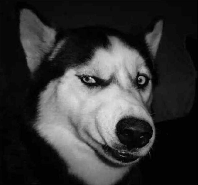 哈士奇的这些神奇表情看完整个人都开心起来了