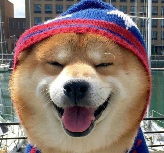 柴柴的开心脸,看到的铲屎官新年好运气