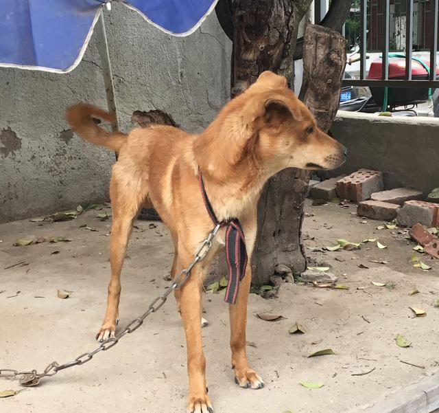 可怜的土狗,终日被铁链拴着 它那期待的眼神令人难忘