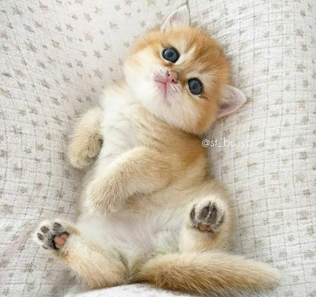 小胖橘猫,太萌了