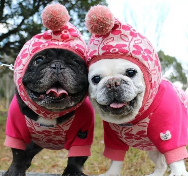 一对火爆日本朋友圈的网红斗牛犬