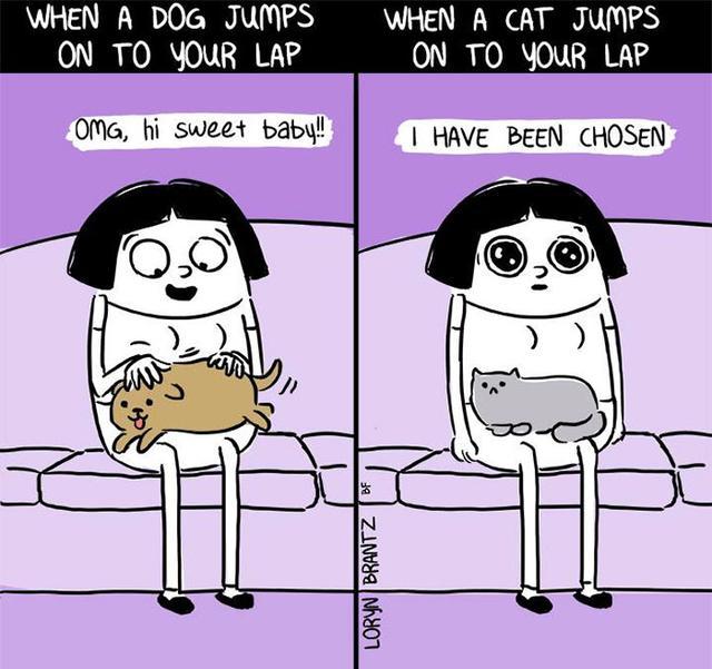 形象生动国外网友漫画对比下的猫与狗我还是喜欢吸猫