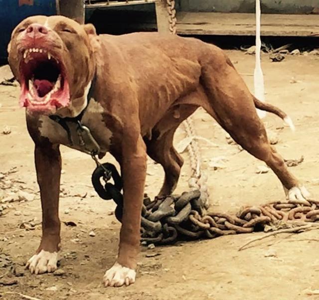 比特犬战斗力很强,有着顽强的意志,发达的肌肉和聪明的头脑,号称斗犬