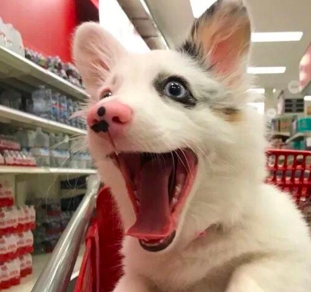 主人带着狗狗去超市,它看见狗粮时,两眼发光