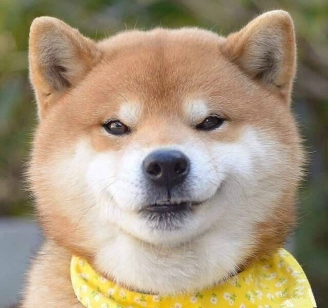 岛国一只叫ryuji的柴犬总爱露出霸道总裁式的邪魅狂狷笑容