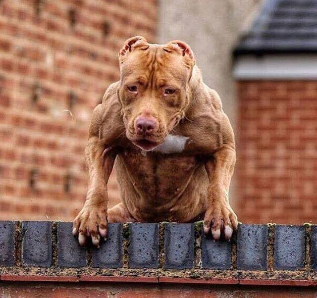 这种狗狗不仅身上全是肌肉群,而且人家还是公认最强的猛犬